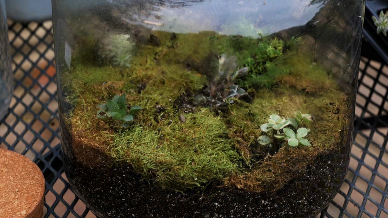 Get It Growing: You can make a terrarium garden